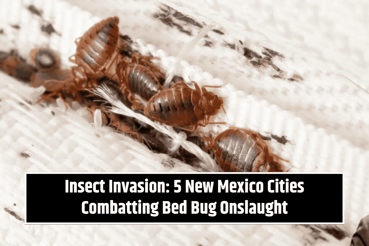Insect Invasion: 5 New Mexico Cities Combatting Bed Bug Onslaught