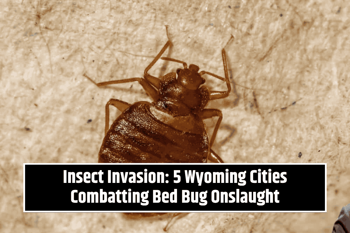 Insect Invasion: 5 Wyoming Cities Combatting Bed Bug Onslaught