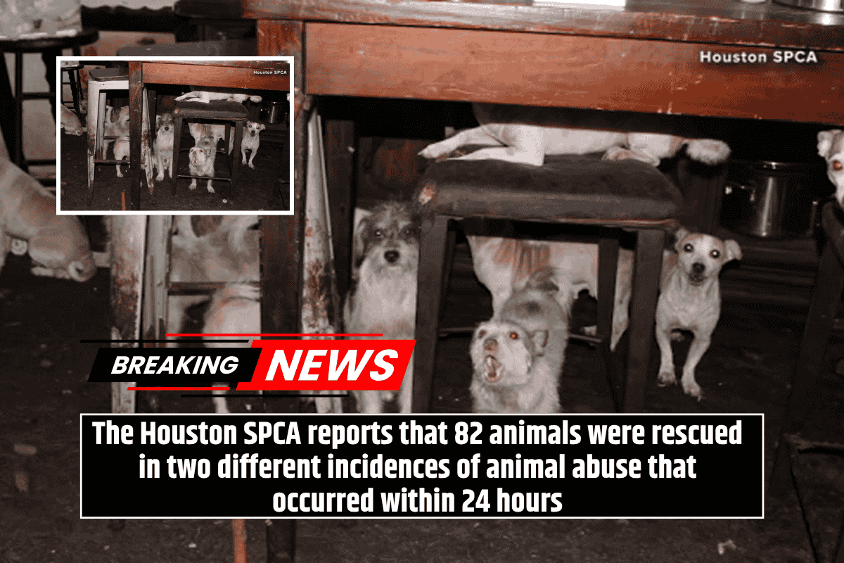 The Houston SPCA reports that 82 animals were rescued in two different incidences of animal abuse that occurred within 24 hours