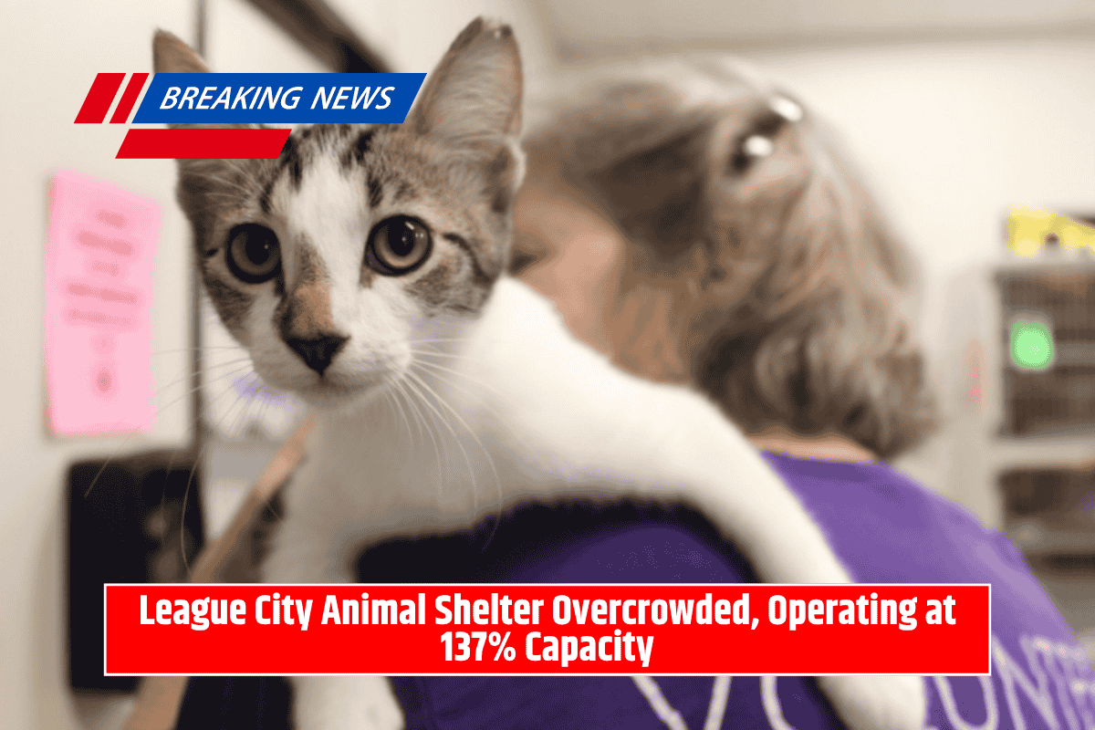 League City Animal Shelter Overcrowded, Operating at 137% Capacity