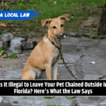 Is It Illegal to Leave Your Pet Chained Outside in Florida? Here's What the Law Says