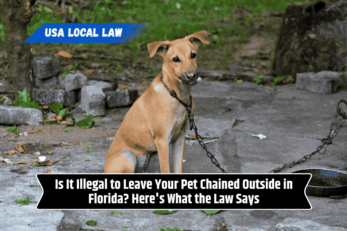 Is It Illegal to Leave Your Pet Chained Outside in Florida? Here's What the Law Says