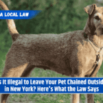 Is It Illegal to Leave Your Pet Chained Outside in New York? Here's What the Law Says