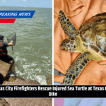 Texas City Firefighters Rescue Injured Sea Turtle at Texas City Dike
