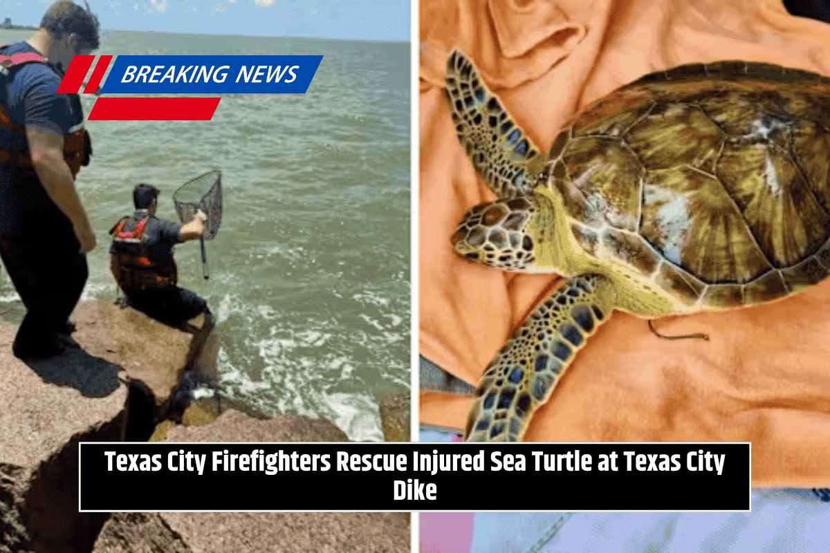 Texas City Firefighters Rescue Injured Sea Turtle at Texas City Dike