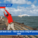 Shark Week Is Back – Meet the Sharks Living Off Galveston’s Coast