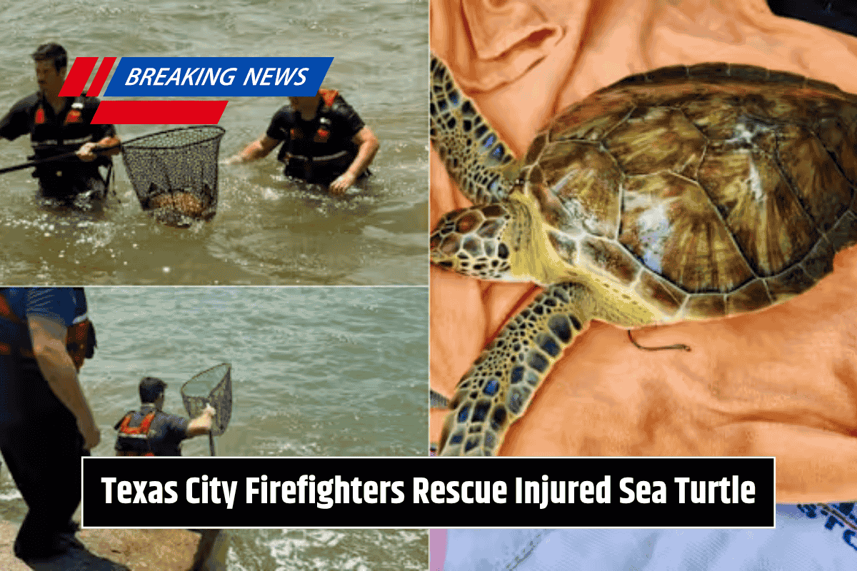 Texas City Firefighters Rescue Injured Sea Turtle