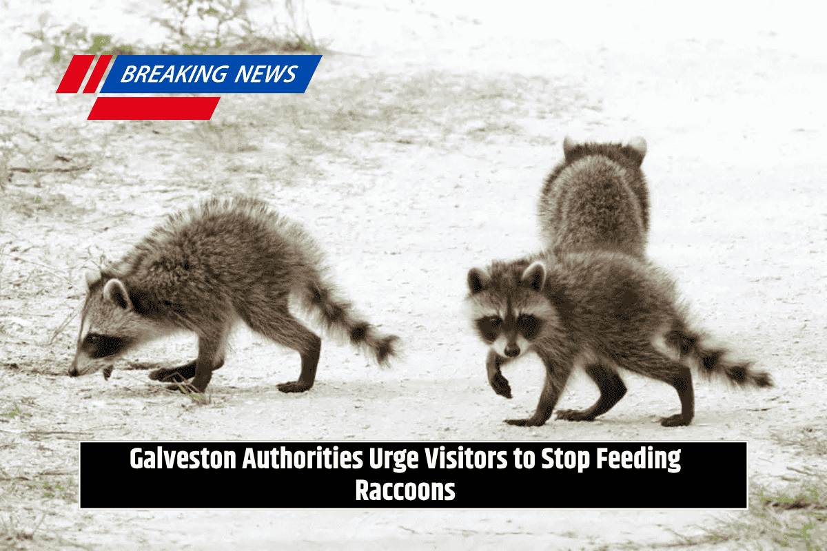 Galveston Authorities Urge Visitors to Stop Feeding Raccoons