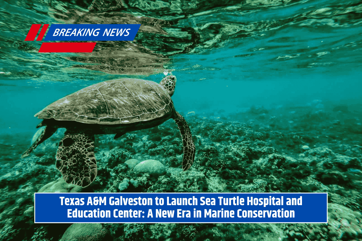 Texas A&M Galveston to Launch Sea Turtle Hospital and Education Center: A New Era in Marine Conservation