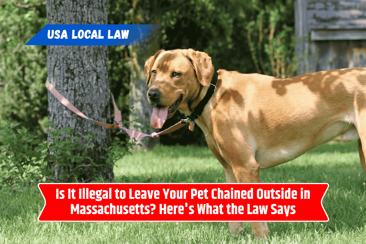 Is It Illegal to Leave Your Pet Chained Outside in Massachusetts? Here's What the Law Says