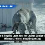 Is It Illegal to Leave Your Pet Chained Outside in Minnesota? Here's What the Law Says