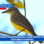 Excitement Among Birdwatchers as South American Cattle Tyrant Appears in Galveston