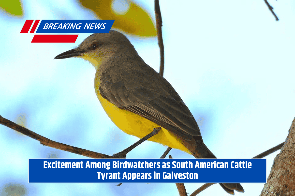Excitement Among Birdwatchers as South American Cattle Tyrant Appears in Galveston