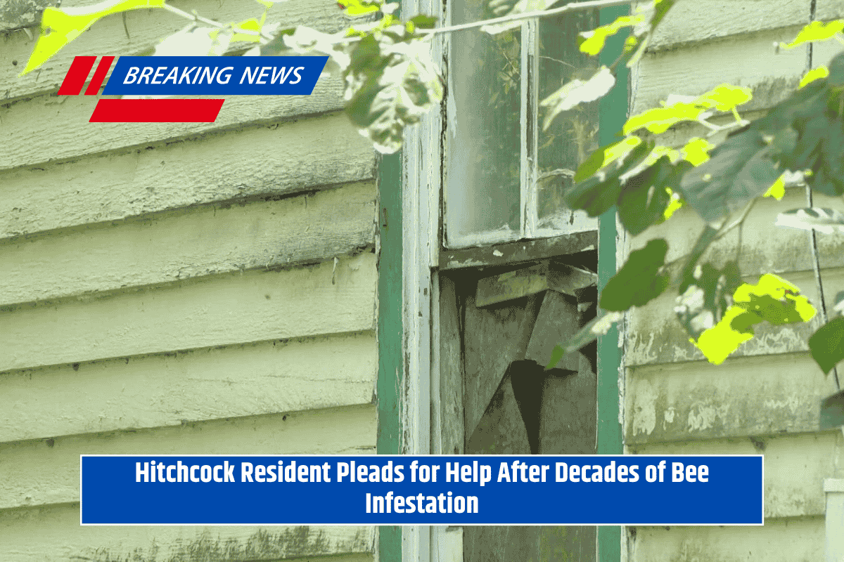 Hitchcock Resident Pleads for Help After Decades of Bee Infestation