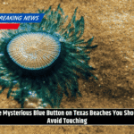 The Mysterious Blue Button on Texas Beaches You Should Avoid Touching