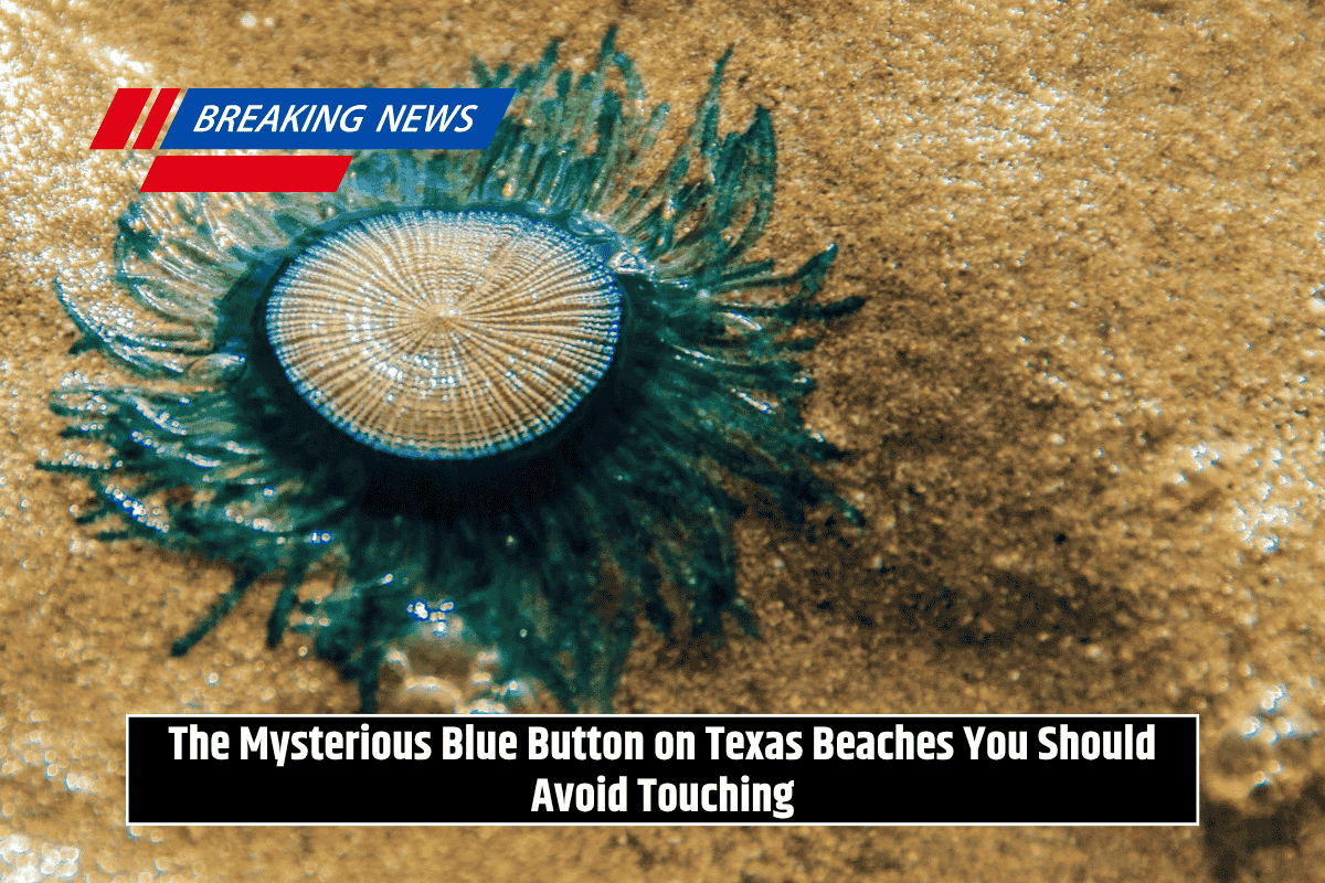 The Mysterious Blue Button on Texas Beaches You Should Avoid Touching