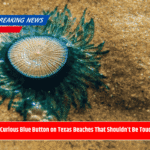 The Curious Blue Button on Texas Beaches That Shouldn’t Be Touched