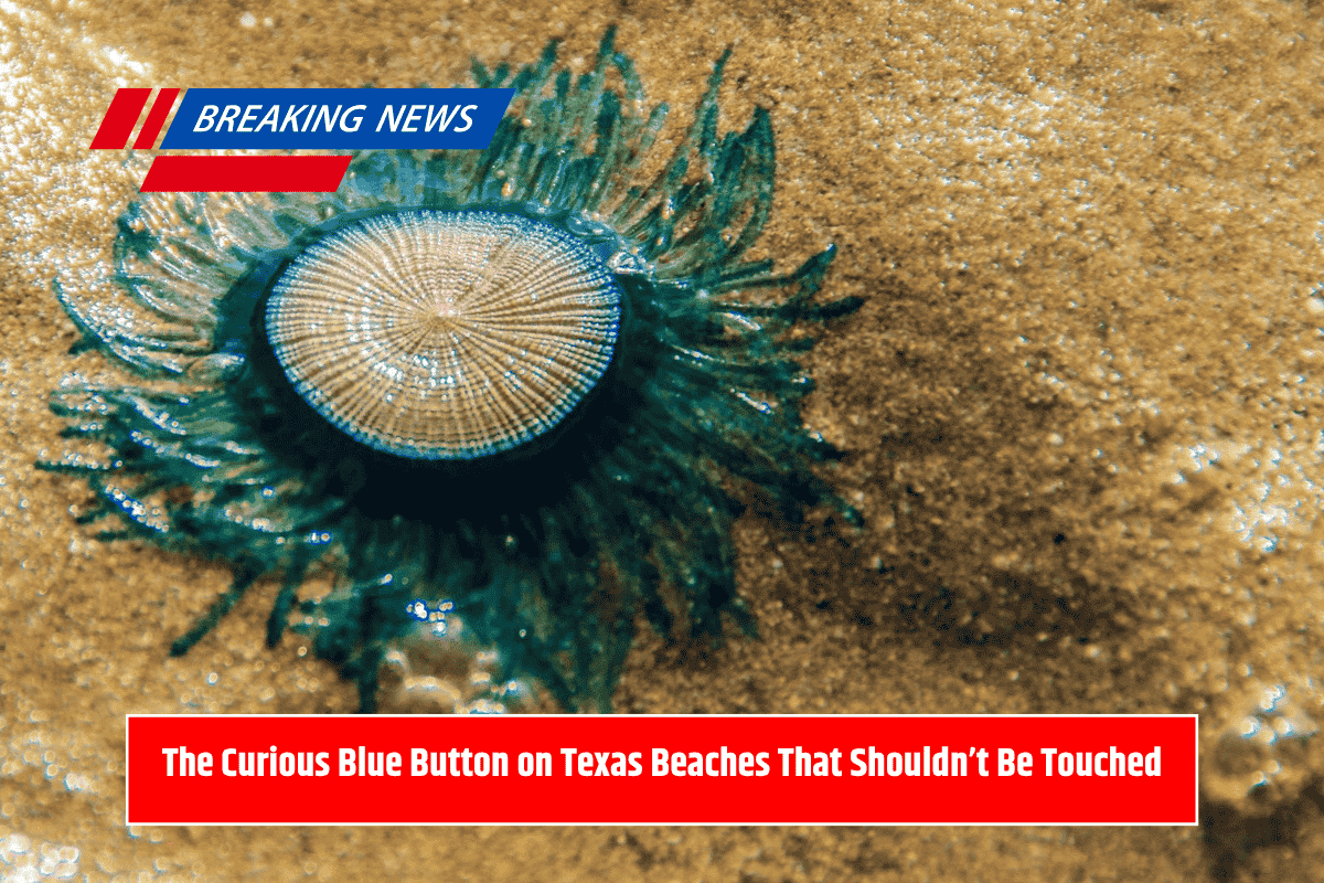 The Curious Blue Button on Texas Beaches That Shouldn’t Be Touched