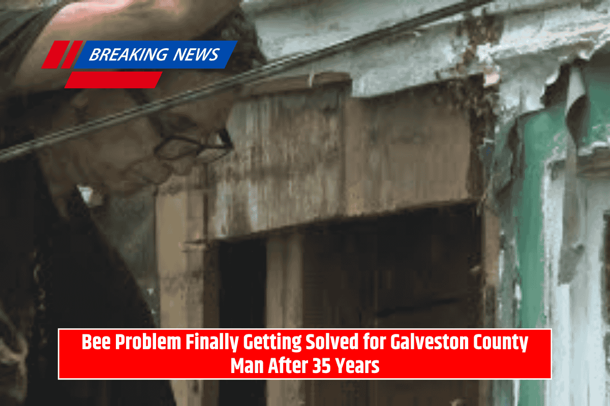Bee Problem Finally Getting Solved for Galveston County Man After 35 Years