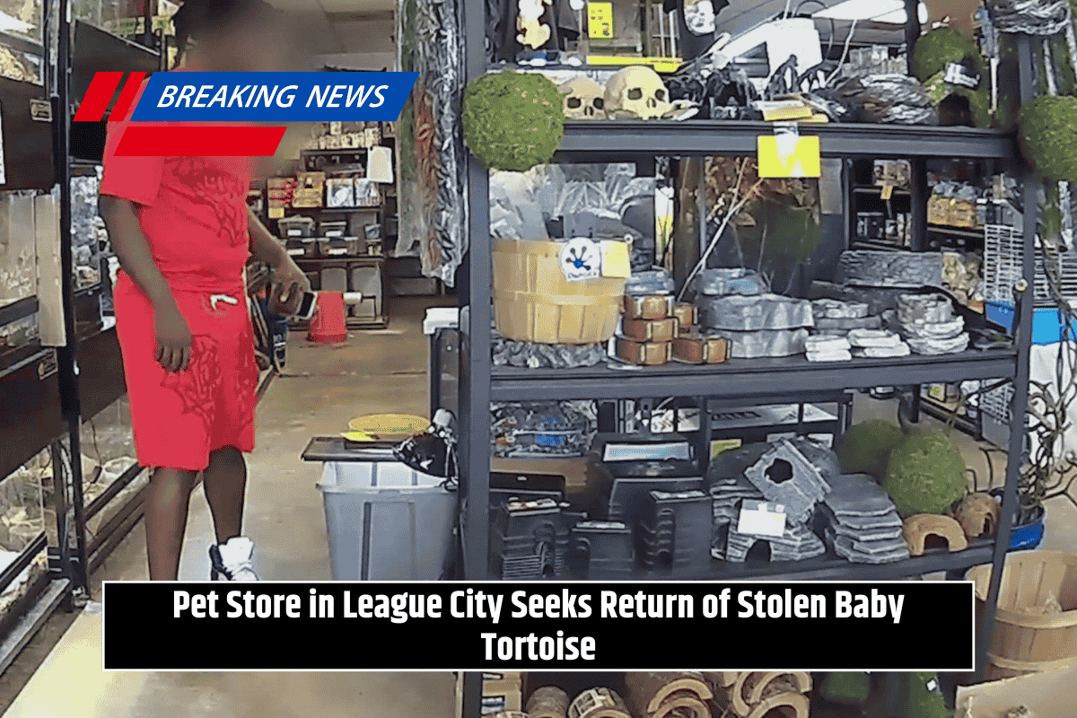 Pet Store in League City Seeks Return of Stolen Baby Tortoise