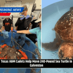 Texas A&M Cadets Help Move 240-Pound Sea Turtle in Galveston