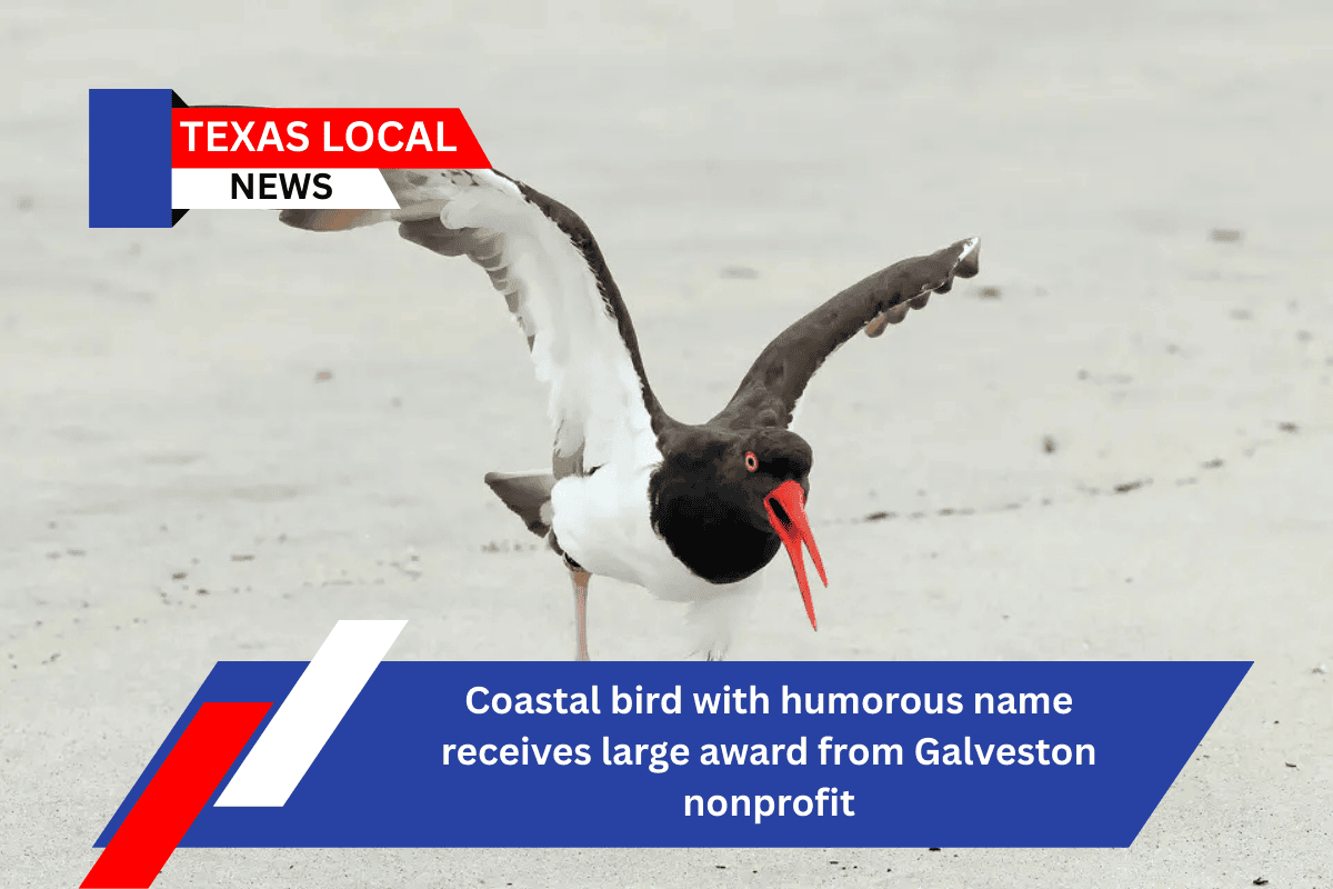 Coastal bird with humorous name receives large award from Galveston nonprofit